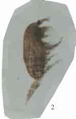 Image result for "clausocalanus Pergens". Size: 150 x 235. Source: www.odb.ntu.edu.tw