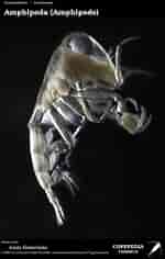 Image result for "phronimopsis Spinifera". Size: 150 x 236. Source: www.st.nmfs.noaa.gov
