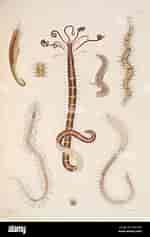 Image result for "odontosyllis Gibba". Size: 150 x 237. Source: www.alamy.com