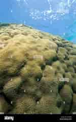 Image result for "montastrea Annularis". Size: 150 x 241. Source: www.alamy.com