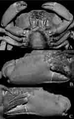 Image result for Euryxanthops Orientalis Anatomie. Size: 150 x 241. Source: www.researchgate.net