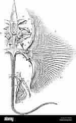 Image result for Arcida Anatomie. Size: 150 x 243. Source: www.alamy.com