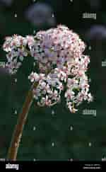 Image result for Darmera peltata native Umbrella Plant. Size: 150 x 243. Source: www.alamy.com