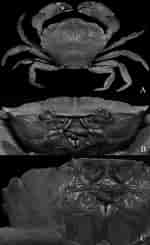 Image result for Euryxanthops Orientalis Anatomie. Size: 150 x 245. Source: www.researchgate.net
