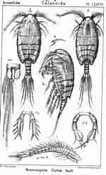 Image result for "paramisophria Giselae". Size: 150 x 248. Source: www.marinespecies.org