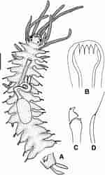 Afbeeldingsresultaten voor Syllidae Anatomie. Grootte: 150 x 250. Bron: zenodo.org