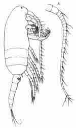Image result for "clausocalanus Furcatus". Size: 150 x 250. Source: copepodes.obs-banyuls.fr