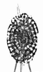 Результат пошуку зображень для "spongurus Pylomaticus". Розмір: 101 x 252. Джерело: www.uv.es