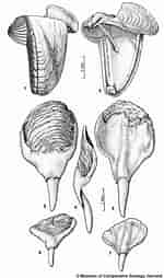 Afbeeldingsresultaten voor Teredora malleolus Stam. Grootte: 150 x 254. Bron: naturalhistory.museumwales.ac.uk