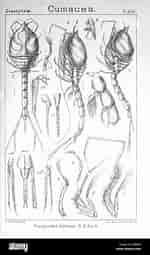 "diastyloides Biplicata" ಗಾಗಿ ಇಮೇಜ್ ಫಲಿತಾಂಶ. ಗಾತ್ರ: 150 x 255. ಮೂಲ: www.alamy.com