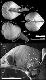 Bildresultat för Xylophaga dorsalis Anatomy. Storlek: 150 x 259. Källa: www.researchgate.net