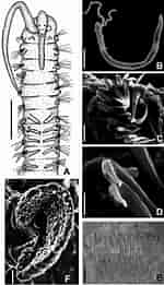 Image result for "polydora Paucibranchiata". Size: 150 x 261. Source: www.researchgate.net