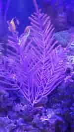 Image result for Purple Gorgonian. Size: 150 x 267. Source: www.reef2reef.com