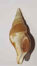 Image result for "colus Gracilis". Size: 150 x 267. Source: www.forumcoquillages.com