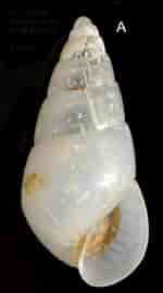Image result for "odostomia Conoidea". Size: 150 x 270. Source: www.marinespecies.org