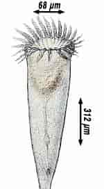 Bildergebnis für "rhabdonella Spiralis". Größe: 106 x 272. Quelle: www.marinespecies.org