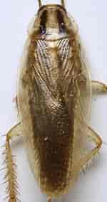 Image result for Procerodella asahinai Onderrijk. Size: 150 x 284. Source: bugguide.net