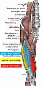 Image result for Musculus Quadriceps femoris. Size: 150 x 302. Source: ic.steadyhealth.com