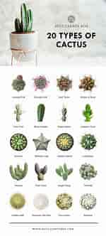 Afbeeldingsresultaten voor Cactus Soorten en Namen. Grootte: 150 x 332. Bron: dendrobiumorchidflowers.blogspot.com