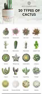 Afbeeldingsresultaten voor Cactus Soorten en Namen. Grootte: 150 x 332. Bron: www.pinterest.com