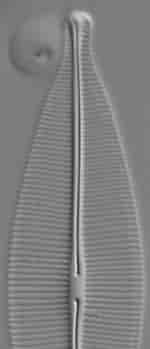 Afbeeldingsresultaten voor "plocamionida Ambigua". Grootte: 91 x 349. Bron: diatoms.org