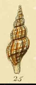 Image result for "mangelia Attenuata". Size: 142 x 350. Source: www.alamy.com