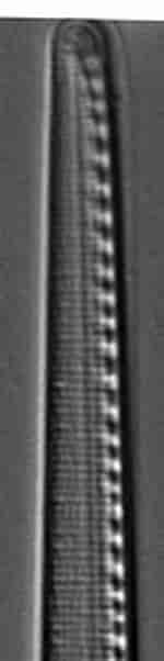 Image result for "magelona Filiformis". Size: 37 x 602. Source: diatoms.org