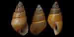 Afbeeldingsresultaten voor Hydrobiidae. Grootte: 150 x 75. Bron: www.idscaro.net
