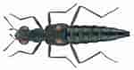 Image result for "Phalangipus Longipes". Size: 150 x 79. Source: kaefer-der-welt.de