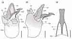 Image result for Gyge branchialis Rijk. Size: 150 x 81. Source: treatment.plazi.org