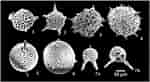 Image result for "pterocyrtidium Dogieli". Size: 150 x 82. Source: bioone.org