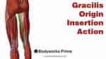 Afbeeldingsresultaten voor Musculus Gracilis. Grootte: 150 x 84. Bron: www.youtube.com
