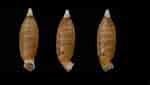 Image result for "pseudochirella Obesa". Size: 150 x 85. Source: bishogai.com