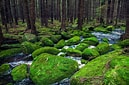 Bildergebnis für National Park Schwarzwald
