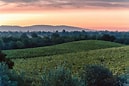 Image result for Lynmar Estate Chardonnay Monastery