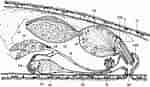 Typhloplanoida-এর ছবি ফলাফল. আকার: 150 x 87. সূত্র: zenodo.org