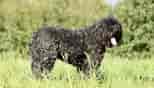 Image result for Bouvier des Flandres. Size: 154 x 88. Source: be.chewy.com