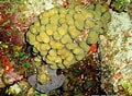 Image result for Madracis decactis. Size: 120 x 88. Source: www.aquaportail.com