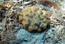 Image result for Manicina areolata Klasse. Size: 130 x 88. Source: coralpedia.bio.warwick.ac.uk