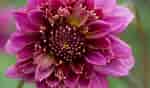 Image result for Dahlia Anemone Flower. Size: 150 x 88. Source: www.digdropdone.com