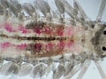 Image result for Phyllodoce rosea. Size: 120 x 89. Source: www.aphotomarine.com