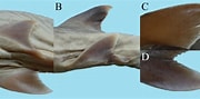 Image result for "hemigaleus Microstoma". Size: 180 x 89. Source: shark-references.com