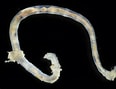 Image result for "maldane Sarsi". Size: 116 x 89. Source: colombia.inaturalist.org