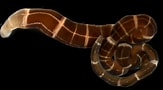 Afbeeldingsresultaten voor Tubulanus sexlineatus. Grootte: 163 x 90. Bron: phys.org