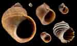 Image result for "littorina Saxatilis". Size: 150 x 91. Source: www.researchgate.net