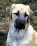 Bilderesultat for Anatolsk Gjeterhund. Størrelse: 73 x 91. Kilde: lab.rasehund.no