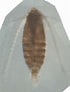 Image result for Nannocalanus minor Familie. Size: 70 x 92. Source: www.odb.ntu.edu.tw