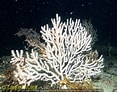 Afbeeldingsresultaten voor "eunicella Verrucosa". Grootte: 117 x 92. Bron: www.inaturalist.org