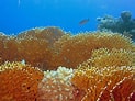 Afbeeldingsresultaten voor Fire corals. Grootte: 123 x 92. Bron: www.leisurepro.com