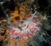 Image result for Carronella pellucida Geslacht. Size: 102 x 92. Source: www.nudibranchia.dk